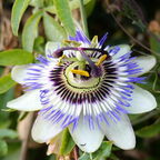 passiflore02 1000