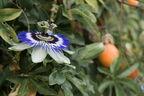 passiflore01 1000
